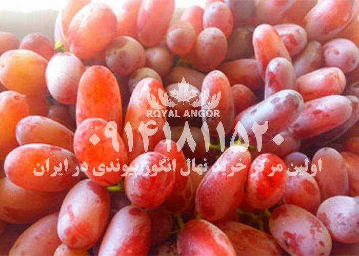 نهال انگور مصری
