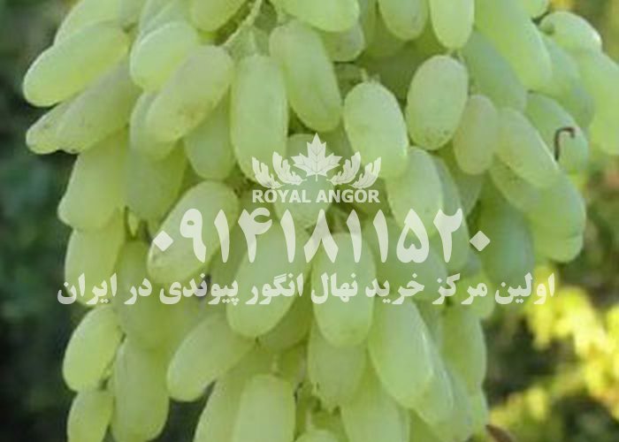 نهال انگور حسینی